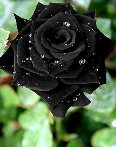 15 pezzi di fiori di rosa nera con semi di fiori dal bordo rosso