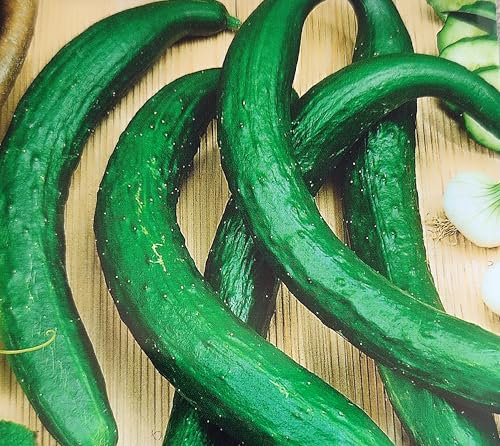 50 Samen Schlangengurke Salatgurke Gurke bis zu 50cm lang Longo da China