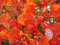 Königliche Poinciana, Flammenbaum, 5 Baumsamen (Flammenbaum, extravaganter Baum) (Fast)
