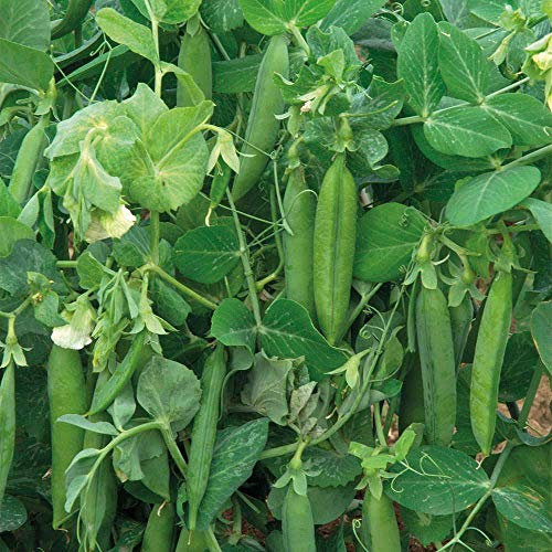 Pea Alderman Main-Crop Hardy Annual Seeds (250 Seeds) by Thompson and Morgan
