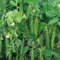 Pea Alderman Main-Crop Hardy Annual Seeds (250 Seeds) by Thompson and Morgan