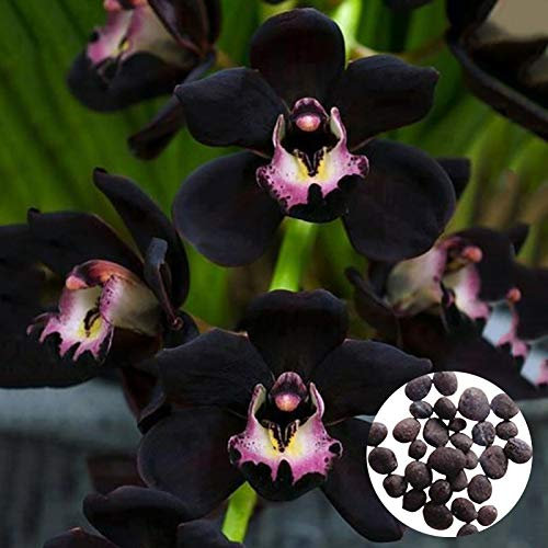 Benoon Orchideensamen, 300 Stück/Beutel Orchideensamen GVO-freie Attraktive Schwarze Bonsai-Gartenblumensamen Für Zu Hause Cymbidiumsamen