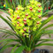 Cymbidium - Semi di semi di orchidea per bambini, per donne, uomini, bambini, principianti, giardinieri