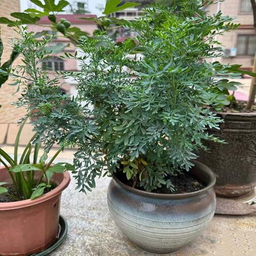 semi di ruta - perenne resistente giardino rari decorativa 300pcs