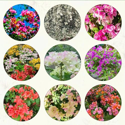 500 pcs bougainvillea kaufen samen plant blumendeko blumen balkon Bougainvillea spectabilis, pflanztopf flowers winterharte stauden mehrjährig balkonpflanzen winterhart bienenfreundliche