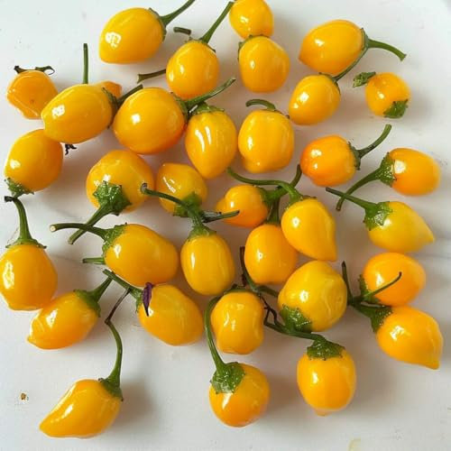 25 Samen Chili Aji Charapita SemiSauvage Permaculture