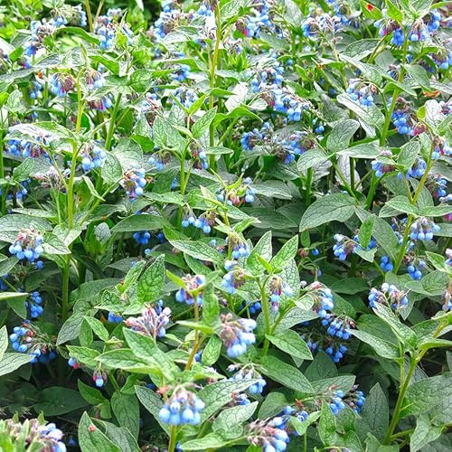 beinwell bio frühlingsblumen wildblumensamen beinwellsamen winterharte garten sträucher kräutergarten küche geschenk bodendecker winterhart mehrjährig exotische heilkräuter garten 100samen