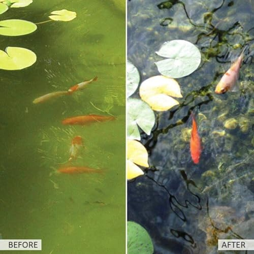 Kleeneze Pond Clarifier, 100g - All Natural and Microbial Based Product for Better Pond Water and Clearer Water with Enhanced Aquatic Life