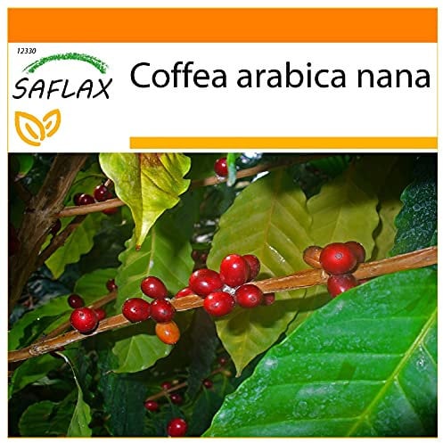SAFLAX - Garden in the Bag - Dwarf Coffee - 8 Seeds - Coffea Arabica Nana