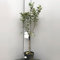 SAVINI VIVAI Zwerg-Apfelbaum, Zwerg-Obstpflanzen, Apfelbaum im Topf, 22–24 cm, 2–3 Jahre, Höhe 100–110 cm, hergestellt in Italien