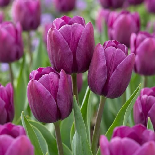 GreenboutiQ - Blumenzwiebeln - Tulpenzwiebeln Triumph Purple - Bulbs Hardy Perennial - Farbe Lila - 15 Stück - Zwiebelgröße 11/12 - XXL Pack