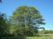 Schwarz-Erle -Alnus glutinosa- Samen - Mengenauswahl- (100)