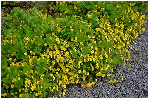 10 x Waldsteinia geoides (Staude/Winterhart/Bodendecker/Immergrün/Mehrjährig/Problemlöser) Ungarwurz - Goldene Blütenpracht für schattige Ecken. - Pflegeleicht - von Stauden Gänge