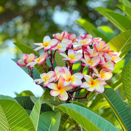 30 pcs samen frangipani pflanze kaufen, pflanzen garten winterfeste pflanzen für garten - Plumeria rubra blumen deko winterharte pflanzen für garten winterharte kübelpflanzen gewächshaus