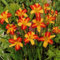 6 x Taglilie 'Frans Hals' - Hemerocallis 'Frans Hals': Zweifarbige Taglilienblüten.