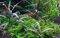 Tropica Hygrophila pinnatifida 1-2-Grow Tissue Culture In Vitro Live Aquarium Plant Shrimp Safe & Snail Free