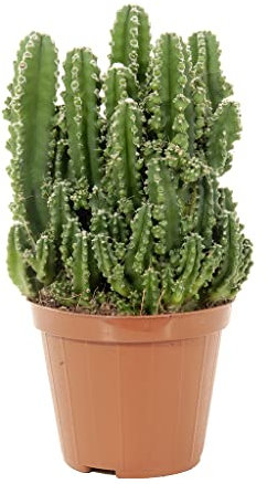 DECOALIVE Cactus Absorbe Radiación Planta Natural para la Casa Cereus Peruvianus