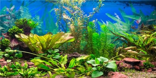 MIRRORANG 120x46cm Fond d'aquarium Plante Aquatique lit de rivière et lac Fish Tank Affiche Toile de Fond Fond Vinyle Fond