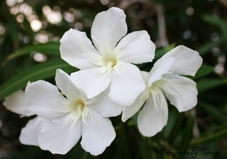 Semillas de flor de adelfa blanca 100 piezas frescas