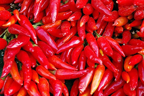 Piment jalapeno - variété rouge tres chaude - 85 graines