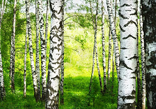 wandmotiv24 Fototapete Birkenwald Wiese Landschaft, XXL 400 x 280 cm - 8 Teile, Wanddeko, Wandbild, Wandtapete, Wald Birken Bäume M5834