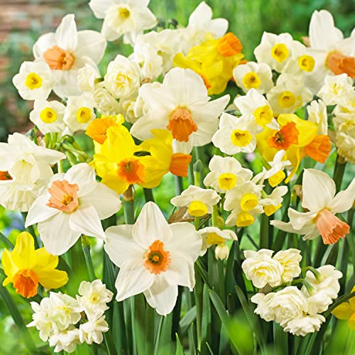 Colección de bulbos de narcisos perfumados para presupuesto (25 unidades), perennes y resistentes al invierno, mezcla de bulbos de flores de Holanda para jardín y maceta, 6-7 variedades