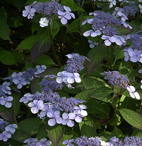 Teller Hortensie Bluebird 40-50cm - Hydrangea serrata - Gartenpflanze