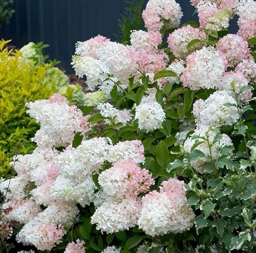 Phantom Hydrangea Shrub - 6-12 Tall Live Plant - 2.5 Pot