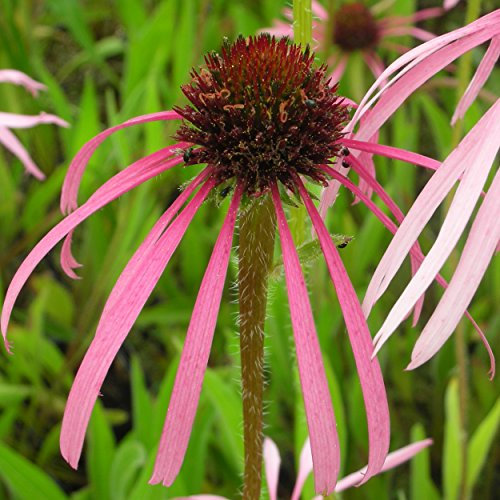 Blumixx Stauden Echinacea pallida - Prärie-Sonnenhut, im 0,5 Liter Topf, rosa blühend