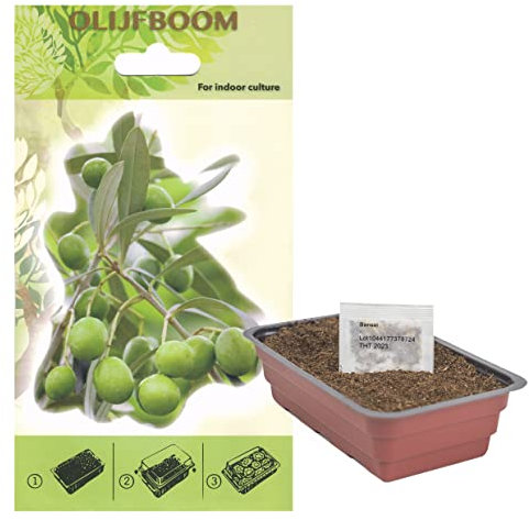 Interflowers Bonsai Samen Set - viele Sorten - echte Bonsai Baum Pflanzen Anzuchtset Baum züchten inklusive Erde, Samen und Anzuchtschale - Bonsai starter kit mit Anzuchterde (Olive Tree)