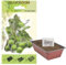 Interflowers Bonsai Samen Set - viele Sorten - echte Bonsai Baum Pflanzen Anzuchtset Baum züchten inklusive Erde, Samen und Anzuchtschale - Bonsai starter kit mit Anzuchterde (Olive Tree)