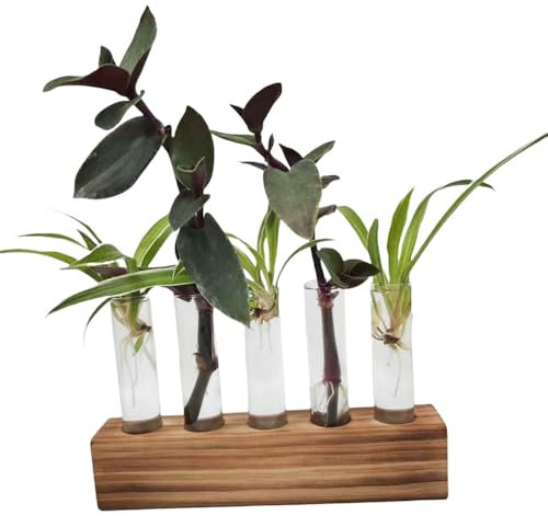 Reagenzgläser Für Blumen, Reagenzglas Vase Deko, Ableger Pflanzen Glas, Hydrokultur Glas,Propagation Station,Pflanzen Geschenke,Blumenvasen Klein-5A