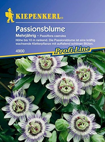 Kiepenkerl Passiflora caerulea (Passionsblume) 0-0cm / 1 Packung (Blumenzwiebeln, Sommerblüher (Aussaat im Frühjahr))