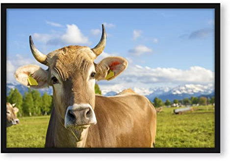 Pixxprint Neugierige Kuh auf Weide im Allgäu, Poster im Bilderrahmen, Format: 80x60cm, Kunstdruck gerahmt