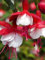 Huifang Fresh 100 Stück Fuchsien Blumensamen zum Anpflanzen weiß 1