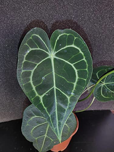 Anthurium clarinervium -Herzblume