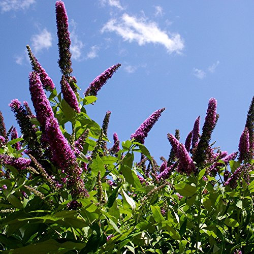 Schmetterling Bush, black Knight Samen - Schmetterlingsflieder
