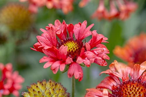 Kokardenblume 'Fanfare Blaze' im Topf Gaillardia grandiflora winterhart | 30-45 cm hoch, rote Blüten Juni bis September, sonniger Standort, Staudenbeet und Steingarten, winterhart bis -20 °C