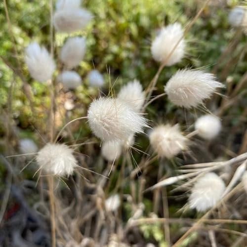 400 pcs hasenschwanzgras pflanze samen - Lagurus ovatus - ziergras winterhart mehrjährig, gräser winterhart herbstpflanzen winterhart sträucher winterhart winterharte stauden mehrjährig