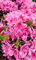 Rhododendron Pink Poetry Japanische Azalee 20-30 cm