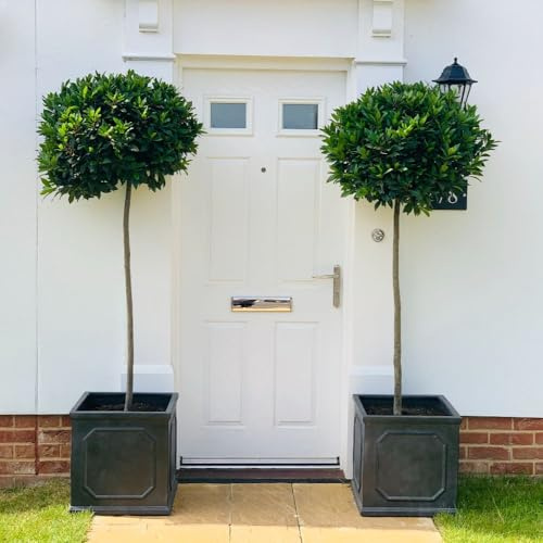 Laurus nobilis Bay Tree Standard – Evergreen Topiary for Pots & Gardens | Culinary Herb | Hardy Outdoor Plant | Aromatic Foliage for Doorways & Patios 24cm Pot x2 by Thompson & Morgan