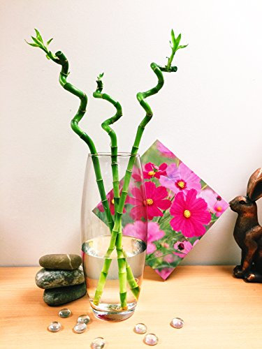 Easy Plants 3 x espiral de bambú de la suerte en jarrón grande de cristal alto, arreglo de plantas elegante para Feng Shui