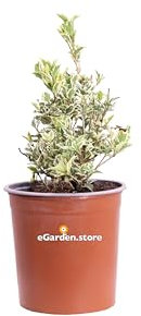 Pianta di Osmanthus Heterophyllus Variegatus Osmanto pianta da esterno a foglia variegata pianta ornamentale vera venduta da eGarden.store