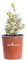 Pianta di Osmanthus Heterophyllus Variegatus Osmanto pianta da esterno a foglia variegata pianta ornamentale vera venduta da eGarden.store