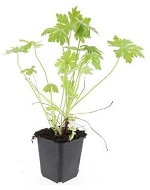 Lot de 40 plantes couvre-sol – Géranium macrorrhizum – Géranium macrorrhizum – Pot de 9 cm