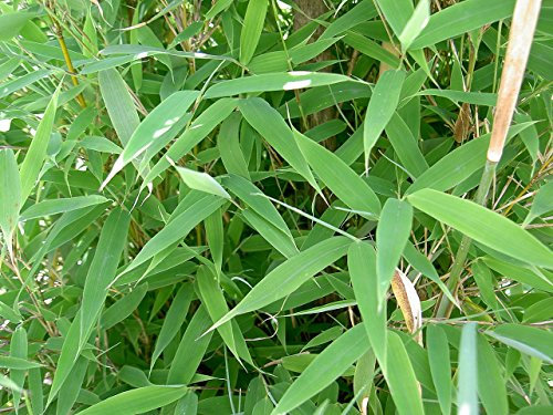 Fargesia murieliae - Hardy Umbrella Bamboo x 3 Clumps