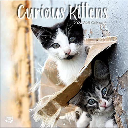 TURNER PHOTOGRAPHIC Curious Kittens 12X12 Photo Wall Calendar (24998940017)