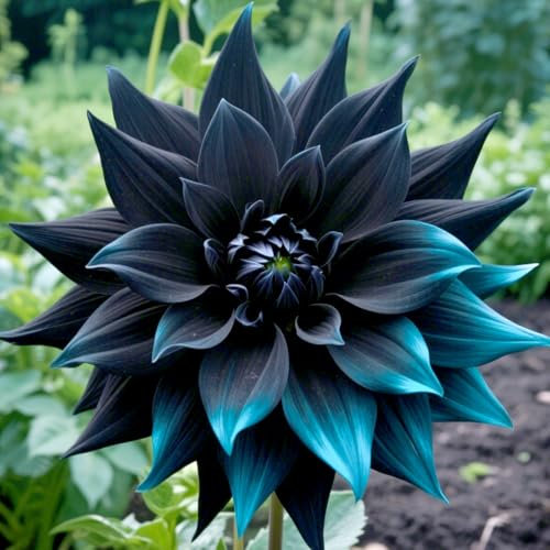 Dahlia Plant -Strong Plants That Grow Well/Mix Golden Jade Carving Feels Perfect-A-2 Bulbs