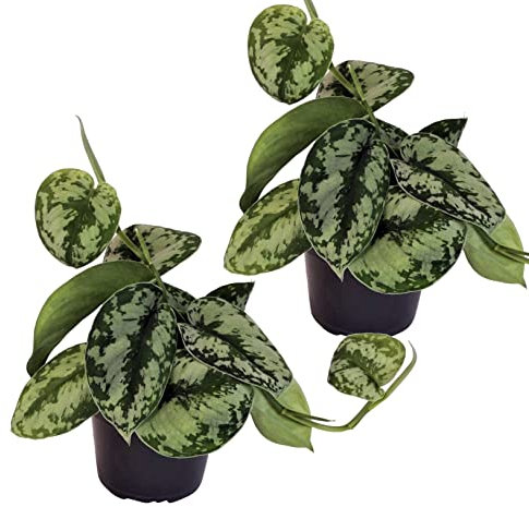 Efeutute, Scindapsus, (Epipremnum aureum) Sorte: Trebie, geflecktes grün-silbriges Blattwerk, rankend, Ampelpflanze, luftreinigend (2)