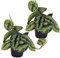 Efeutute, Scindapsus, (Epipremnum aureum) Sorte: Trebie, geflecktes grün-silbriges Blattwerk, rankend, Ampelpflanze, luftreinigend (2)